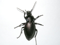 Carabus problematicus